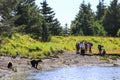 Alaska Brown Bear Viewing Silver Salmon Creek Lake Clark National Park