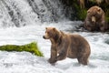 Alaska Brown Bears at Brooks Falls