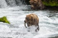 Alaska Brown Bears at Brooks Falls