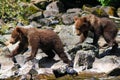 Alaska Brown Grizzly Bear Cub Twins