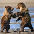 Alaska Brown Grizzly Bear Cubs Fighting Royalty Free Stock Photo