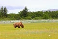 Alaska Brown Grizzly Bear Eating in a Meadow Royalty Free Stock Photo