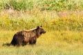 Alaska Brown Grizzly Bear in Golden Field Royalty Free Stock Photo