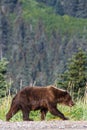 Alaska Brown Grizzly Bear Lake Clark National Park