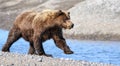 Alaska Brown Grizzly Bear Running Near Creek Royalty Free Stock Photo