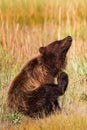 Alaska Brown Grizzly Bear Scratching An Itch