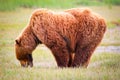 Alaska Brown Grizzly Standing and Eating Royalty Free Stock Photo