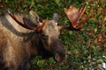 Alaska Bull Moose