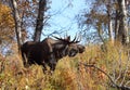 Alaska Bull Moose