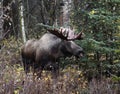 Alaska Bull Moose Royalty Free Stock Photo