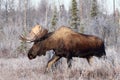 Alaska Bull Moose Royalty Free Stock Photo