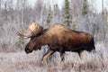 Alaska Bull Moose