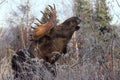 Alaska Bull Moose Royalty Free Stock Photo