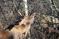 Alaska Bull Moose