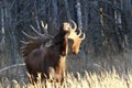 Alaska Bull Moose Royalty Free Stock Photo