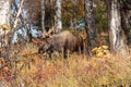 Alaska Bull Moose