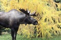 Alaska Bull Moose