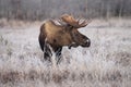 Alaska Bull Moose Royalty Free Stock Photo