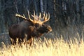 Alaska Bull Moose Royalty Free Stock Photo