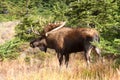 Alaska Bull Moose Royalty Free Stock Photo