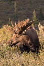 Alaska Bull Moose in Velvet Royalty Free Stock Photo