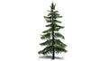Alaska Cedar tree Royalty Free Stock Photo