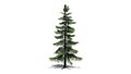 Alaska Cedar tree Royalty Free Stock Photo