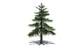 Alaska Cedar tree Royalty Free Stock Photo