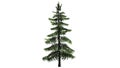 Alaska Cedar tree Royalty Free Stock Photo