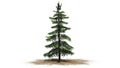 Alaska Cedar tree Royalty Free Stock Photo
