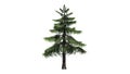 Alaska Cedar tree Royalty Free Stock Photo