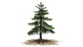 Alaska Cedar tree Royalty Free Stock Photo