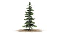 Alaska Cedar tree on sand area Royalty Free Stock Photo