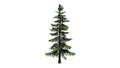 Alaska Cedar tree Royalty Free Stock Photo