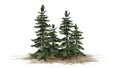 Alaska Cedar trees on sand area Royalty Free Stock Photo