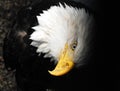 Alaska- Close Up of Eagle`s Head Turned to One Side