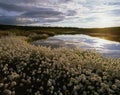 Alaska Cotton Grass Royalty Free Stock Photo