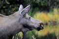 Alaska Cow Moose Royalty Free Stock Photo
