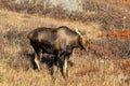 Alaska Cow Moose Royalty Free Stock Photo