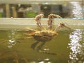 Alaska crab are climbing escaping from tank in seafood restaurants, fresh seafood