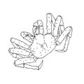 Alaska crab hand drawn sketch illustrations of engraved line