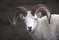 Alaska Dall sheep ram in stare down with photographer Royalty Free Stock Photo