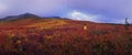 Alaska - Denali National Park Royalty Free Stock Photo