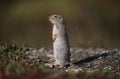 Alaska - Denali National Park - Chipmunk Royalty Free Stock Photo