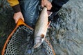 Alaska Dolly Varden