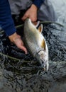 Alaska Dolly Varden Royalty Free Stock Photo