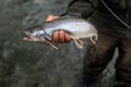 Alaska Dolly Varden Royalty Free Stock Photo