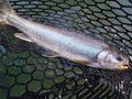 Alaska - Dolly Varden in Rubber Net