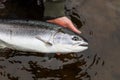 Alaska fly fisherman holding steelhead Royalty Free Stock Photo