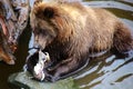 Alaska, grizzly bear in close-up